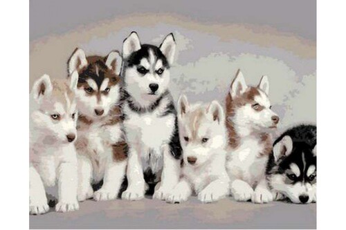 

Картина по номерам Dreamtoys Щенки хаски 40 x 50 см Dreamtoys BGL-DTS-528