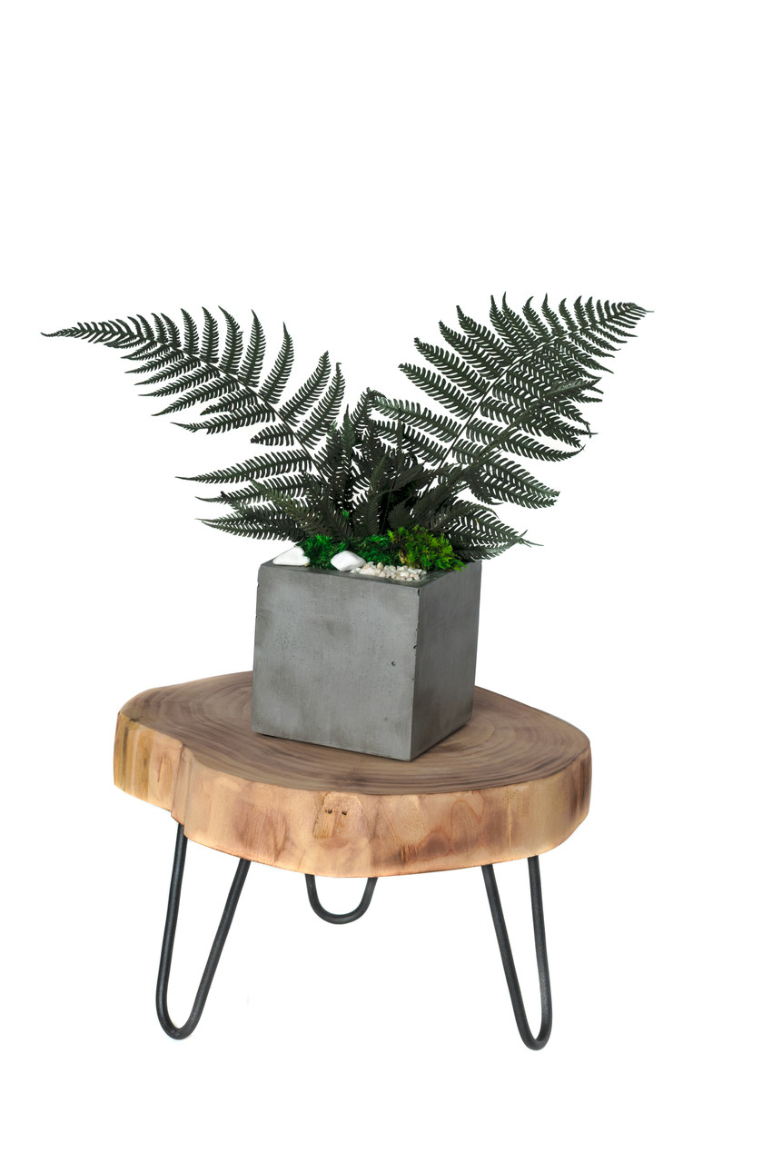 

Стабилизированный папоротник в бетонном кашпо Etoile Flora (L-0234)