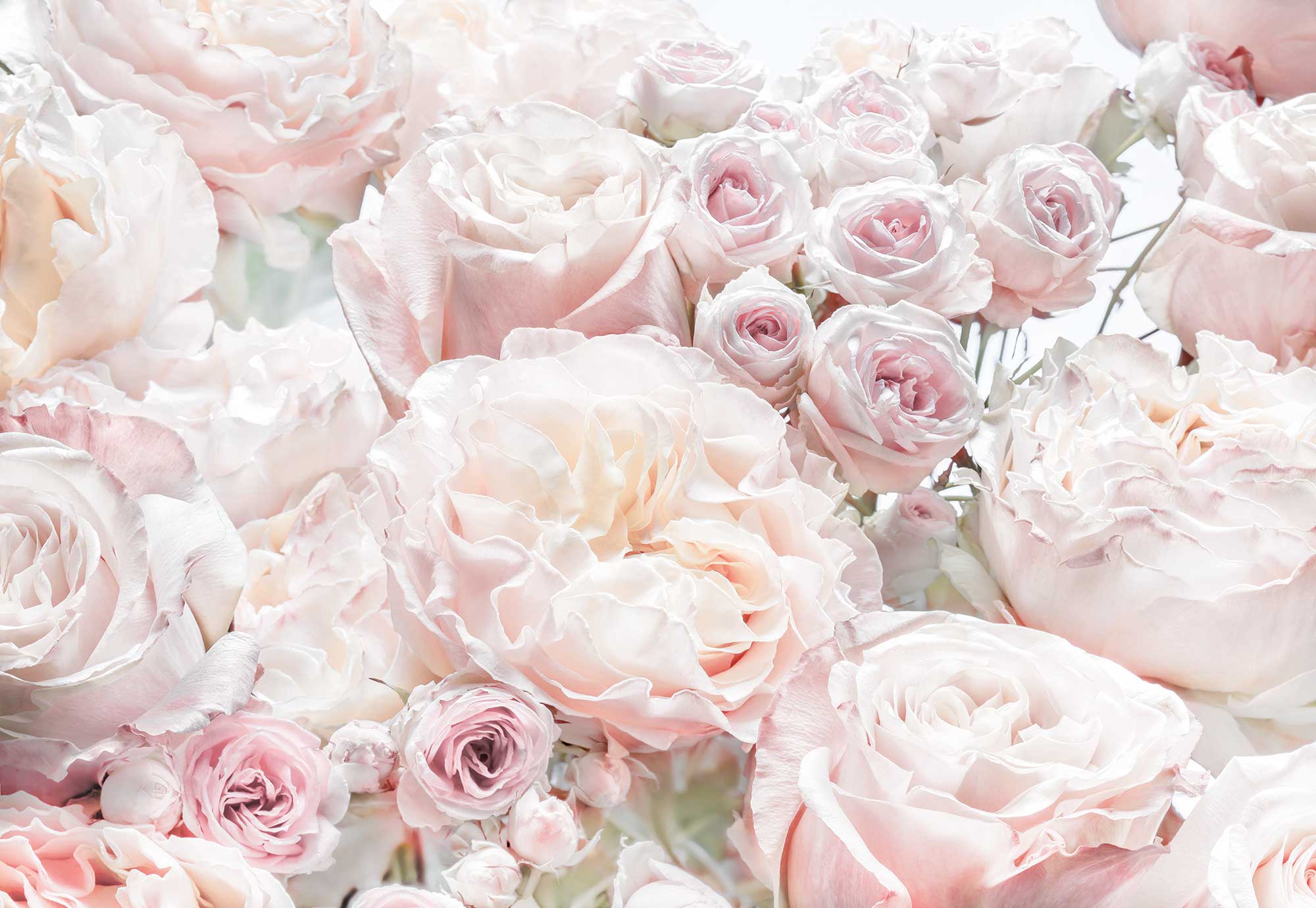 

Фотообои бумажные Komar Spring Roses (Весенние розы) 368х254 см 8 сегментов (8-976)