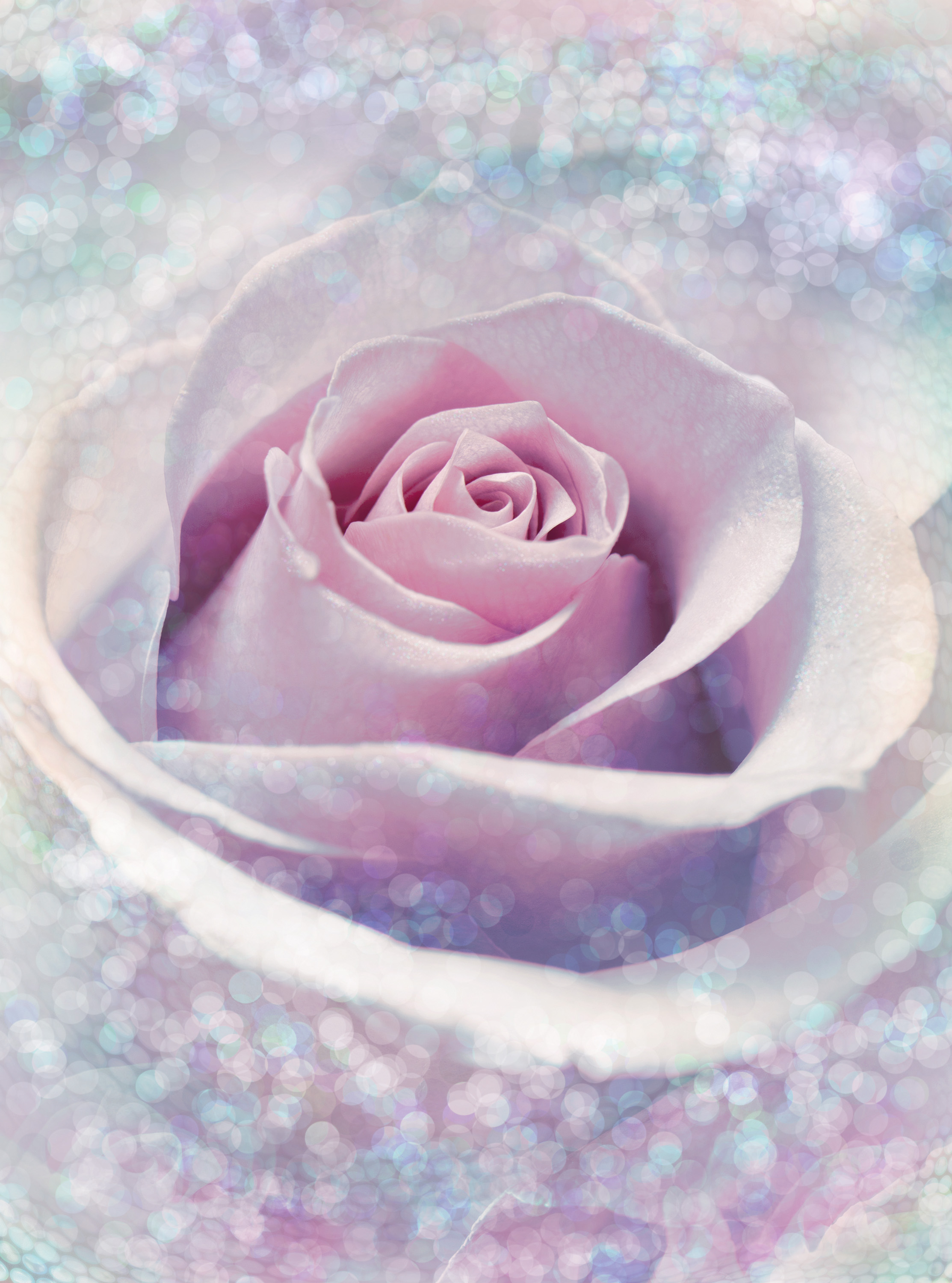 

Фотообои флизелиновые Komar Delicate Rose 184х248 см 2 сегмента (XXL2-020)