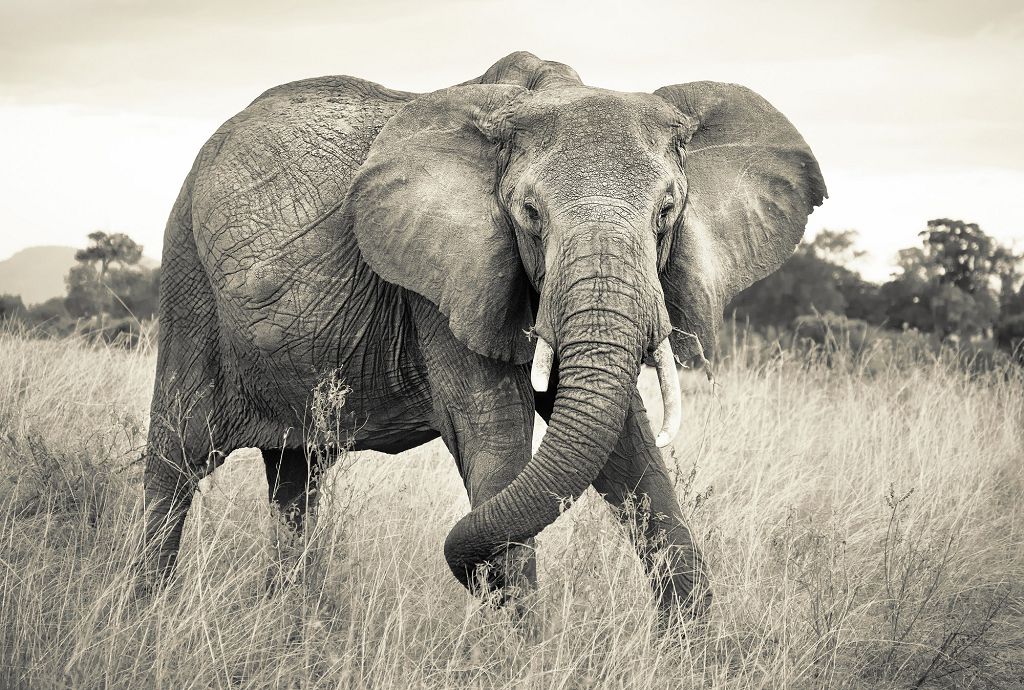 

Фотообои флизелиновые Komar Elephant (Слон) 368х248 см 4 сегмента (XXL4-529)