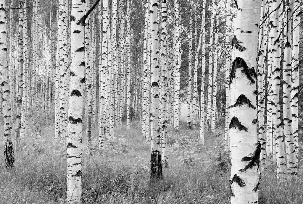 

Фотообои флизелиновые Komar Woods (Лес) 368х248 см 4 сегмента (XXL4-023)