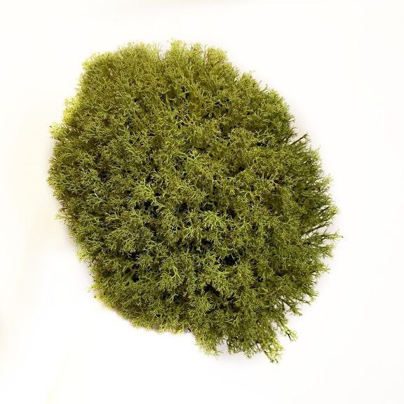 

Мох стабилизированный Green Ecco Moss Ягель Украинский Хаки 500 гр..