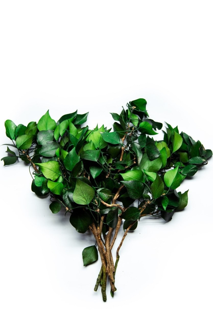 

Стабілізований Хедера Moss Nature 45 см.
