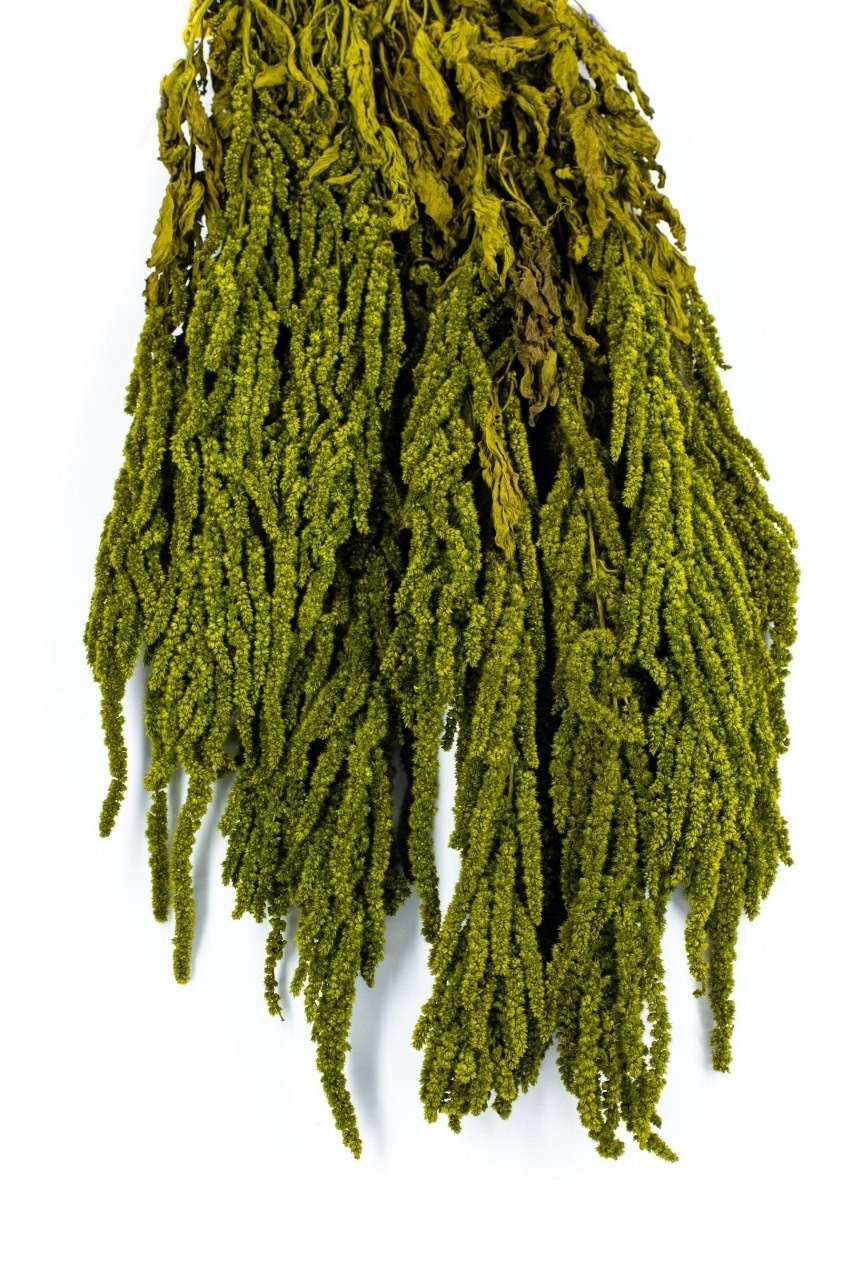

Стабілізований Амарант Moss Nature Хаки 100 гр.