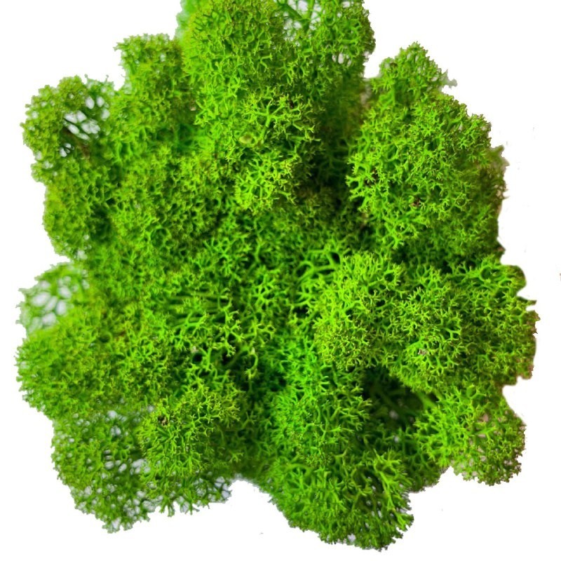 

Мох стабилизированный Очищенный Green Ecco Moss Норвежский Зеленый Лайт 1 кг.