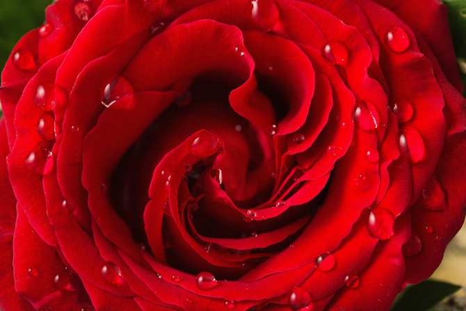 

Фотообои Цветы 'Роза с каплями' (1068) , Холст