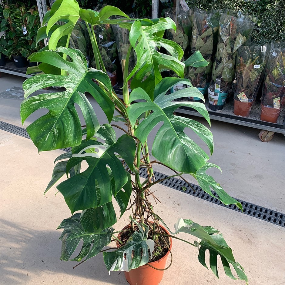 Monstera Deliciosa Bont variegatum Монстера вариегатная, 115-125см, объем  горшка 7л – фото, отзывы, характеристики в интернет-магазине ROZETKA от  продавца: Sho-Sho Store | Купить в Украине: Киеве, Харькове, Днепре,  Одессе, Запорожье, Львове