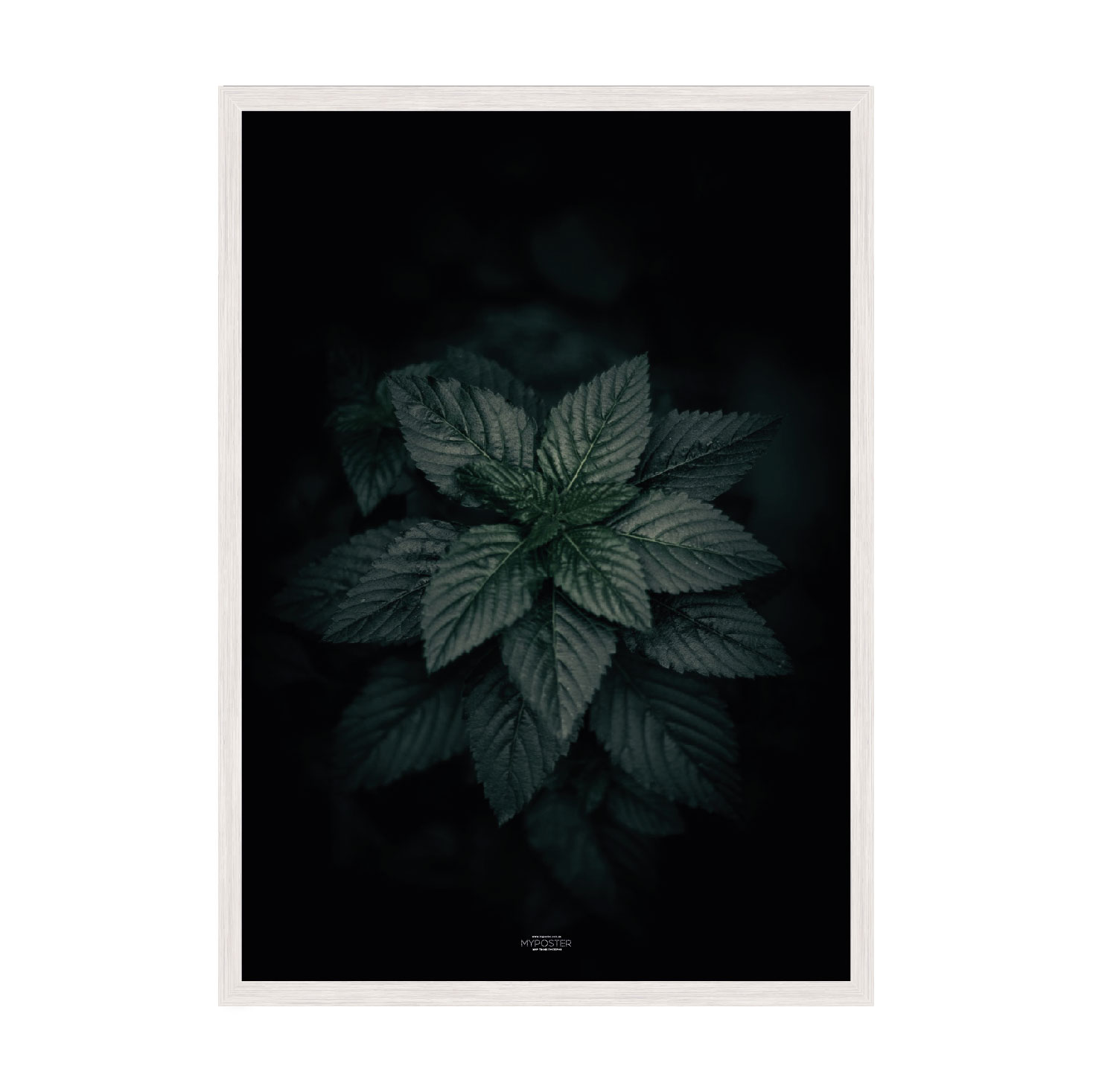 

Постер "Dark Green" с антибликовым стеклом 42 x 59.4 см в белой рамке