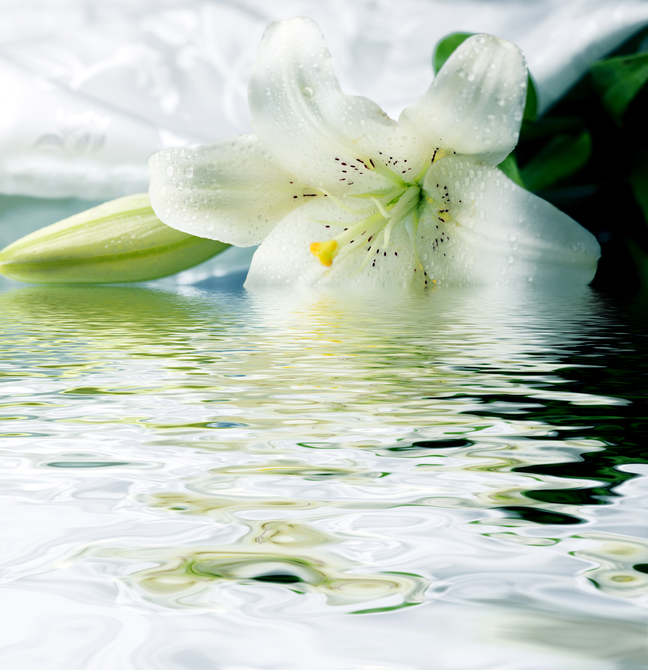 

Фотообои Цветы 'Белая лилия в воде' (1096) , Гладь