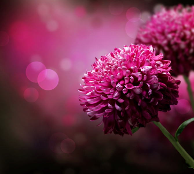 

Фотообои Цветы 'Сказочные айстры' (1182) , Холст