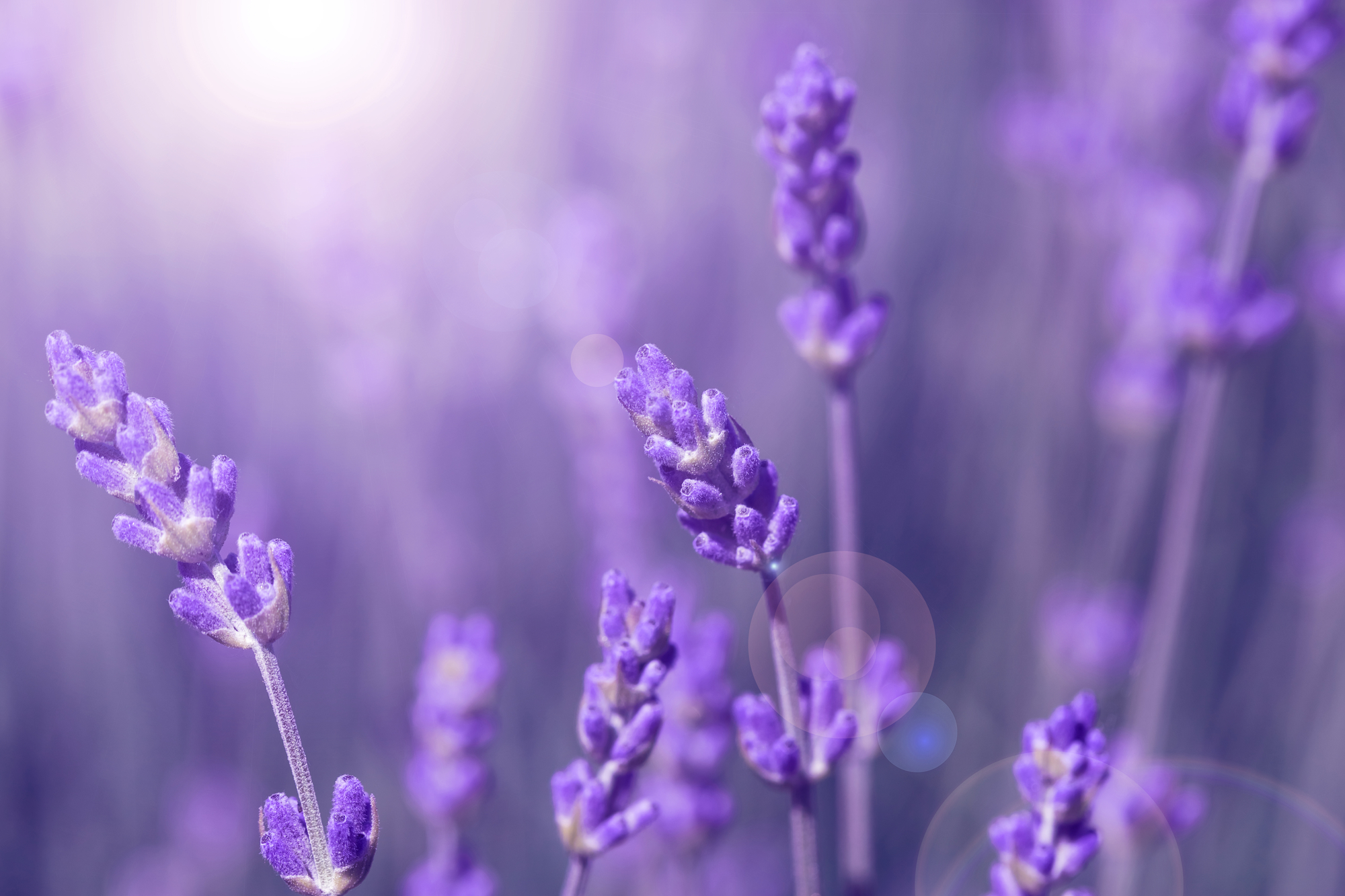 

Фотообои Природа 'Лаванда' (3820) , Холст