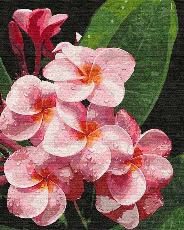 

Картина для рисования по номерам Идейка Волшебная плюмерия 40x50 см (в обложке) (КНО3099)