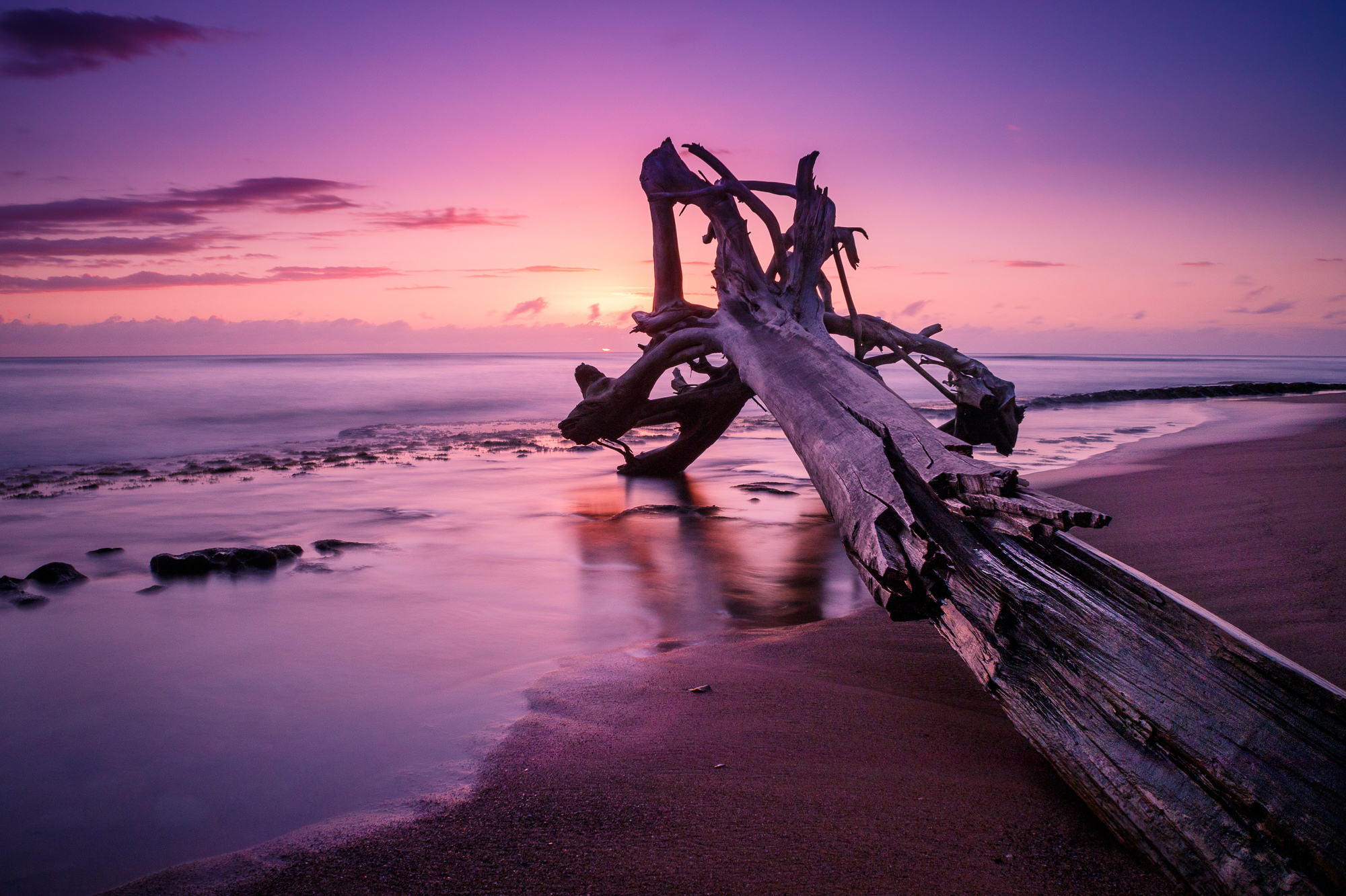 

Фотообои Море 'Дерево у моря' (4246) , Фреска