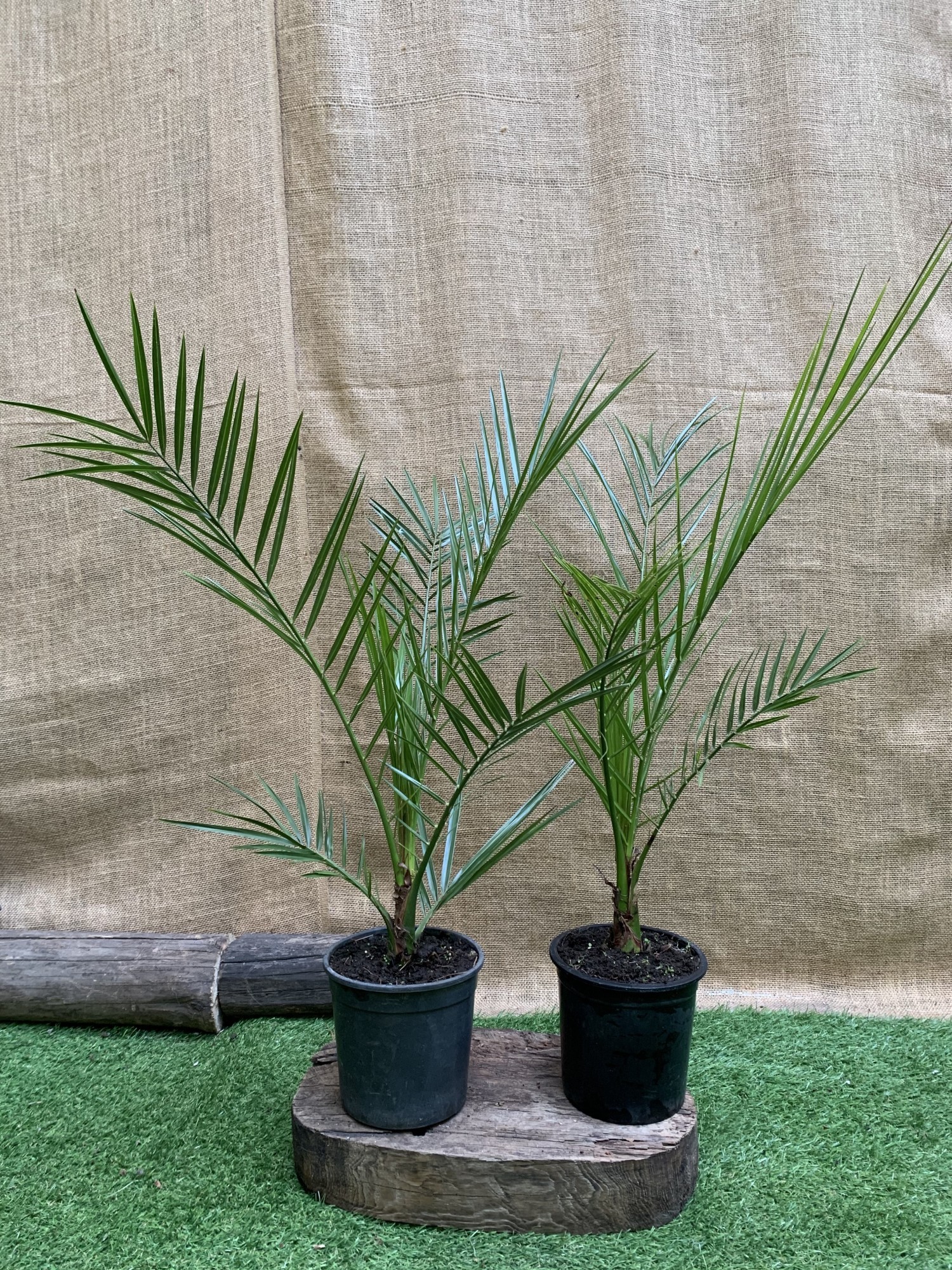 Финиковая Канарская Пальма Phoenix Canariensis, высота 60-80см, объём  горшка 1,5л (RG060) – фото, отзывы, характеристики в интернет-магазине  ROZETKA от продавца: Sho-Sho Store | Купить в Украине: Киеве, Харькове,  Днепре, Одессе, Запорожье, Львове