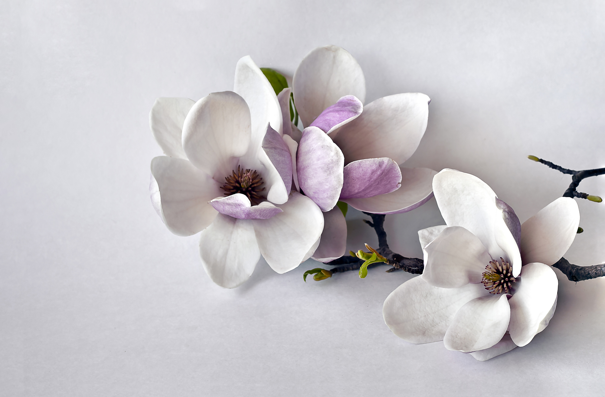 

Фотообои 3D '3D Магнолия' (3975) , Гладь