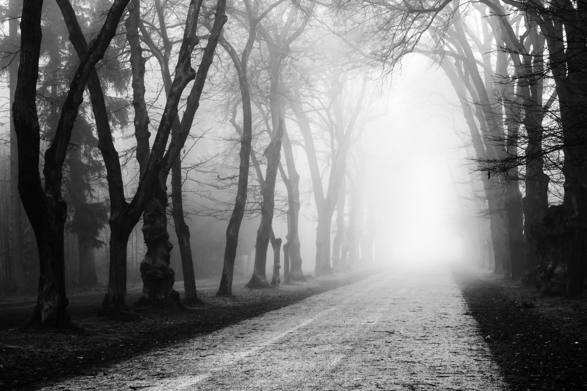 

Фотообои Природа 'Алея в тумане' (4592) , Гладь