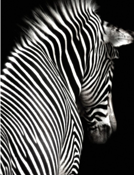 

Картина на стену Kayoom Tired zebra 70х100
