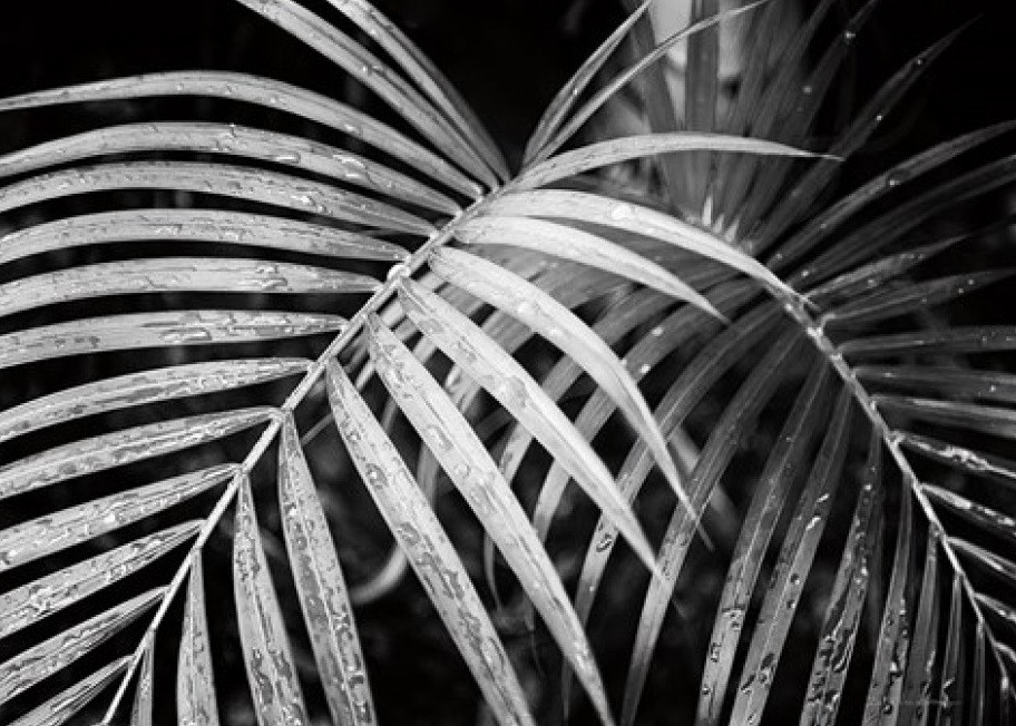 

Картина на стену Kayoom Palm leaves 100х100 см
