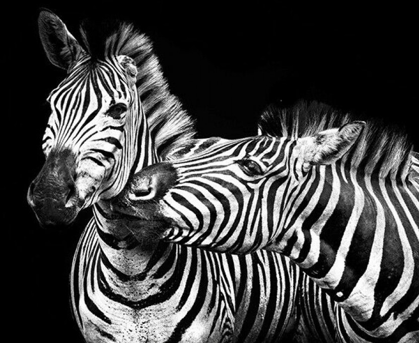 

Картина на стену Kayoom Zebras family 75х100 см