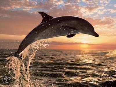 

Пазл Ravensburger Дельфин на западе (Dolphin Sunset) 500 элементов