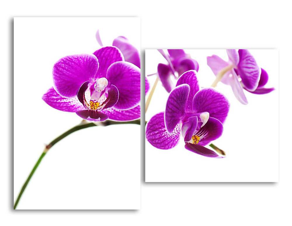 

Модульная картина LaPrint Фиолетовая орхидея 200х145 см