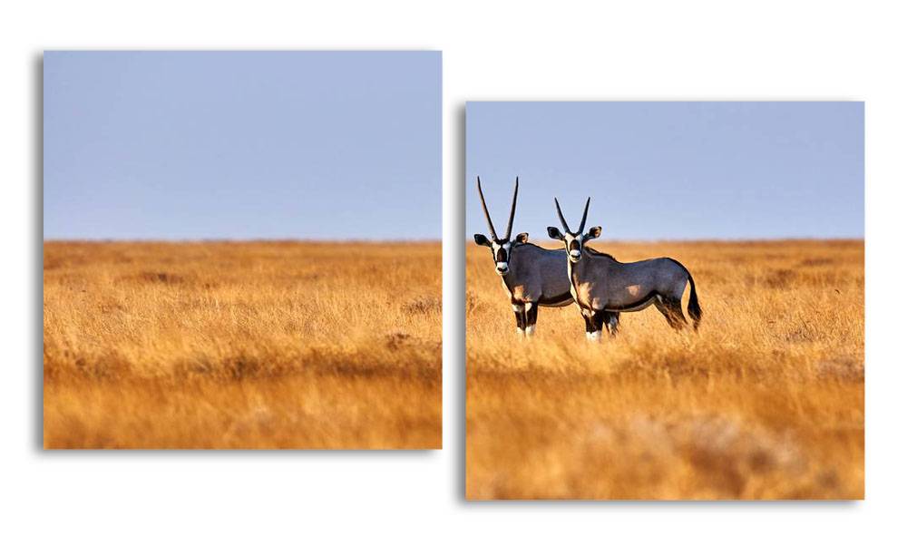 

Модульная картина LaPrint Антилопы 200х109 см