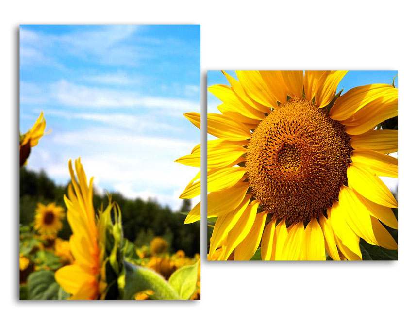 

Модульная картина LaPrint Подсолнухи 200х145 см