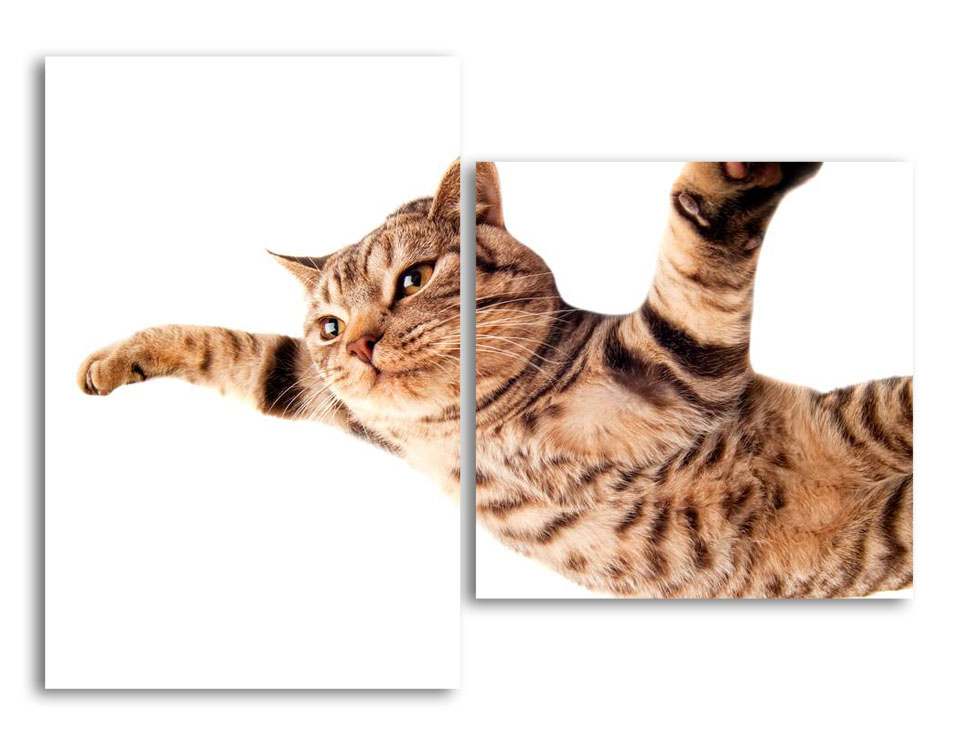 

Модульная картина LaPrint Котик 200х145 см