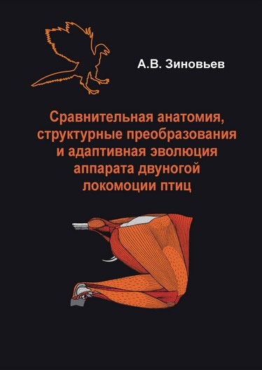 

Сравнительная анатомия, структурные преобразования и адаптивная эволюция аппарата двуногой локомоции птиц