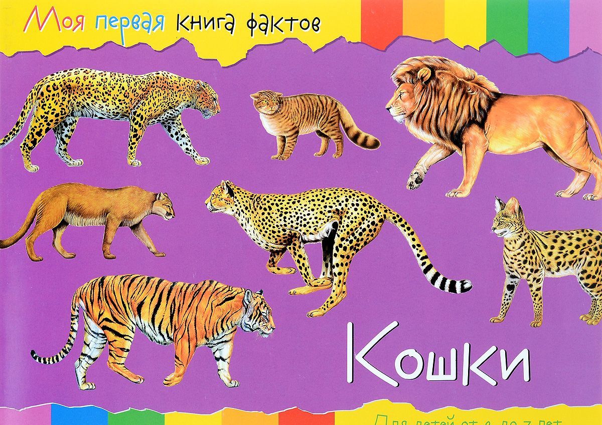 

Кошки (1269961)
