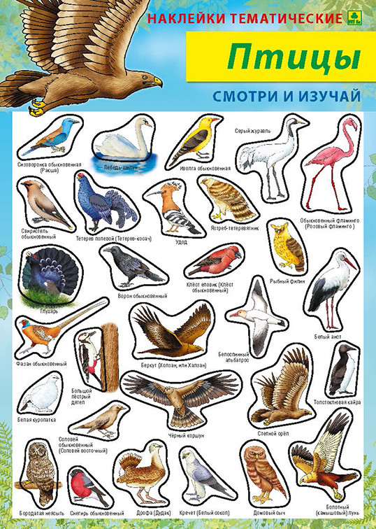 

Птицы. Наклейки тематические