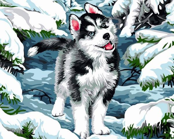 

Картина по номерам рисование Babylon VP1120 Малыш хаски 40х50см набор для росписи по цифрам в коробке