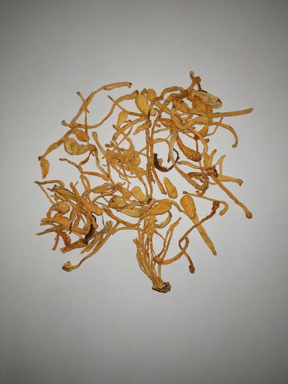 Сушеные грибы Кордицепс милитарис (Cordyceps militaris) 50г от продавца:  FUNGI KINGDOM – купить в Украине – ROZETKA. Низкая цена на Сушеные грибы  Кордицепс милитарис (Cordyceps militaris) 50г, отзывы покупателей