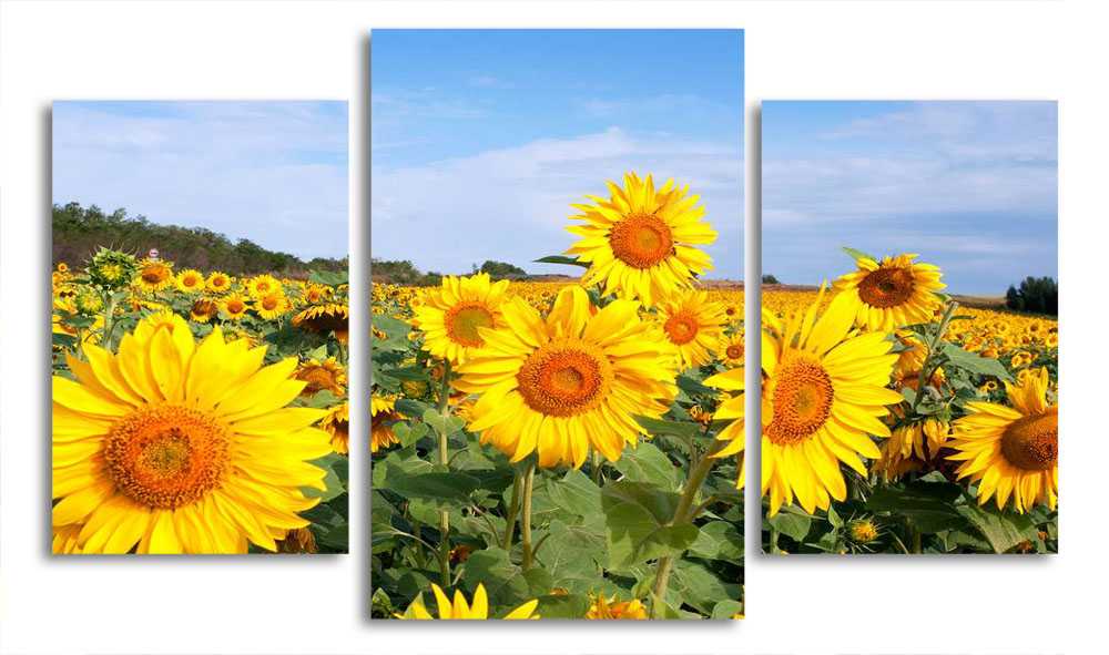 

Модульная картина LaPrint Поле подсолнухов 200x117 см