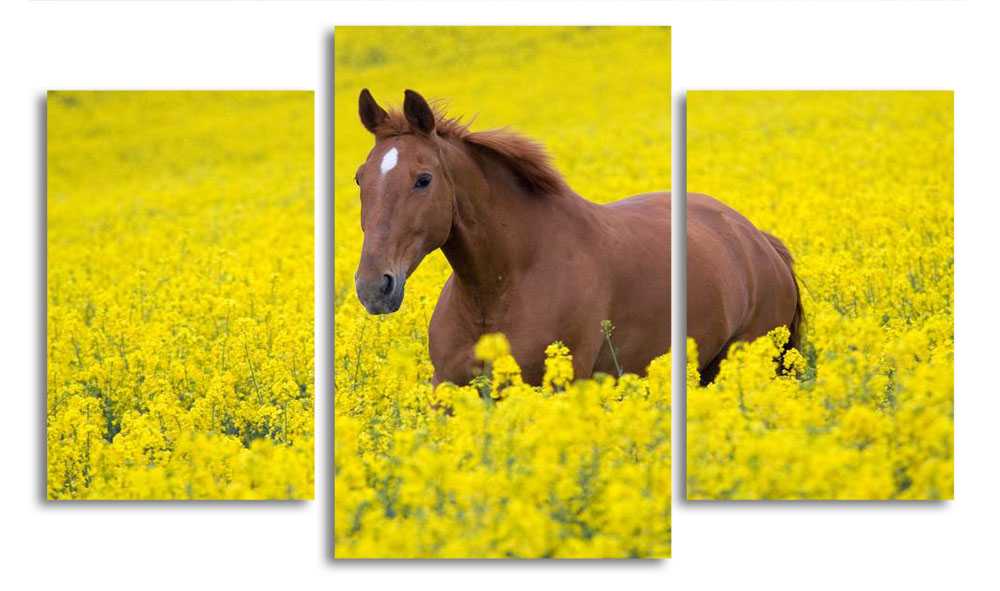 

Модульная картина LaPrint Лошадь в поле 200x117 см