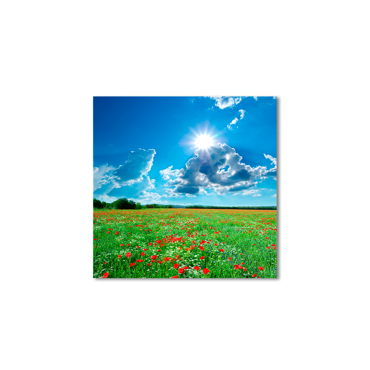 

Модульная картина Artel «Солнечное маковое поле» 60x60 см
