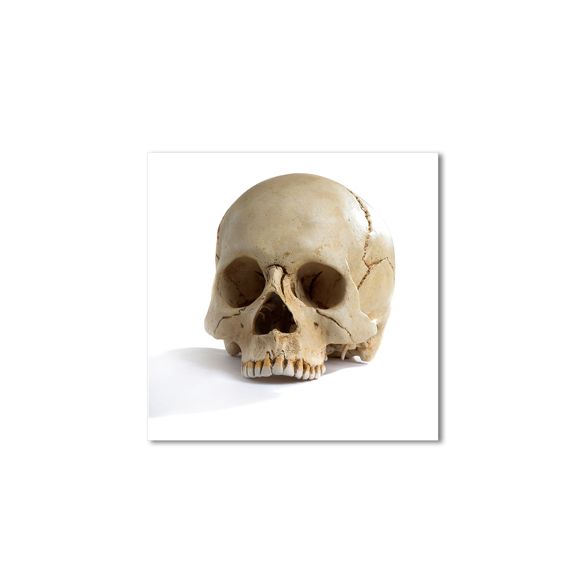 

Модульная картина Artel «Бедный Йорик» 100x100 см