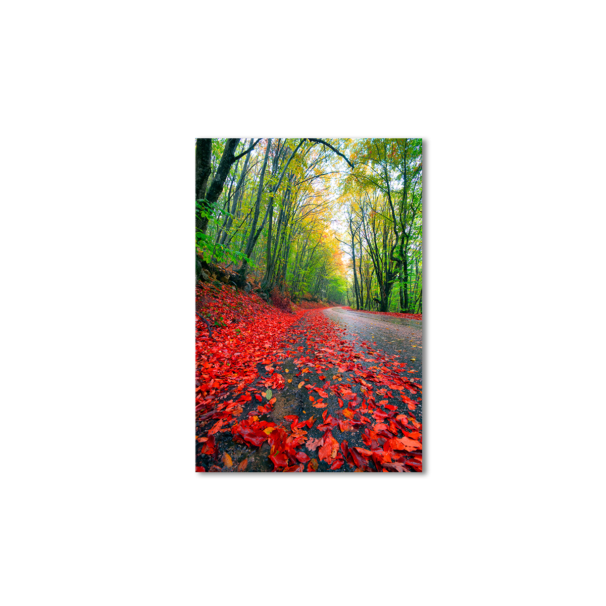 

Модульная картина Artel «Дорога деревья красные листья» 150x100 см
