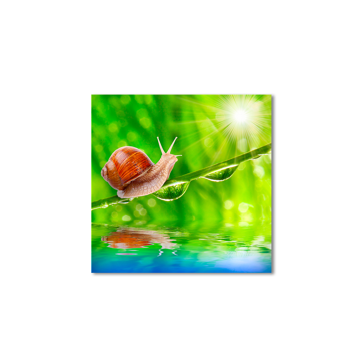 

Модульная картина Artel «Улитка и капли росы» 100x100 см