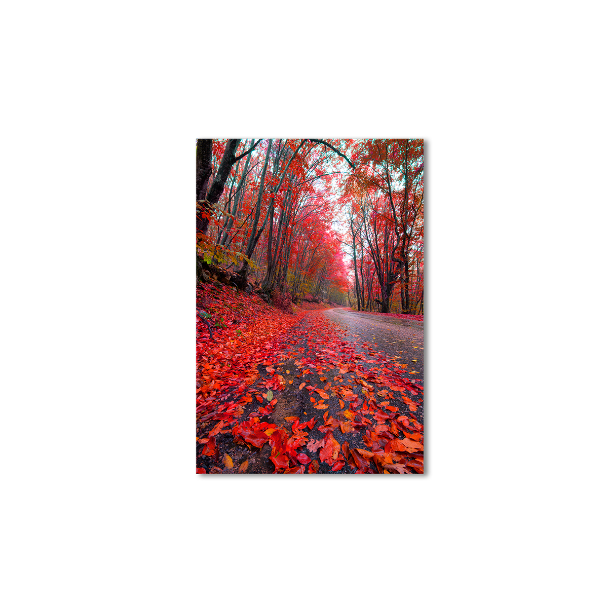 

Модульная картина Artel «Дорога красные деревья» 120x80 см