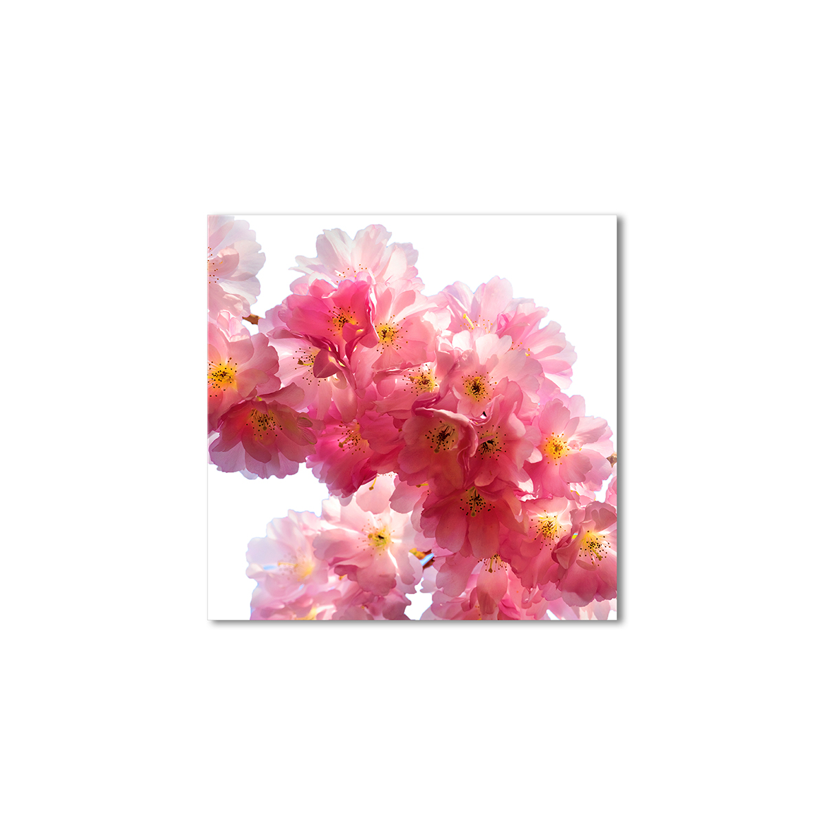

Модульная картина Artel «Цветение сакуры» 70x70 см