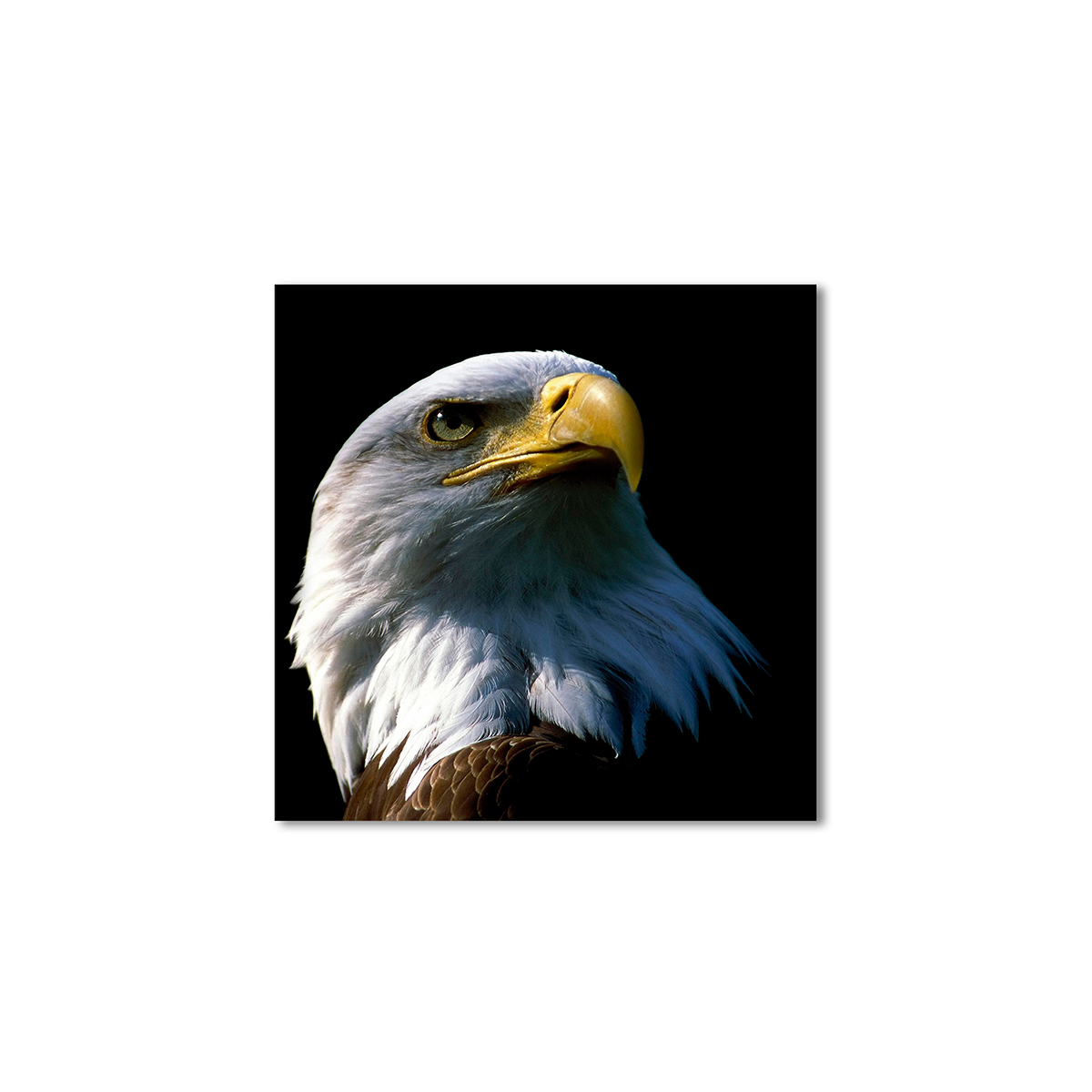 

Модульная картина Artel «Орел Беркут» 100x100 см