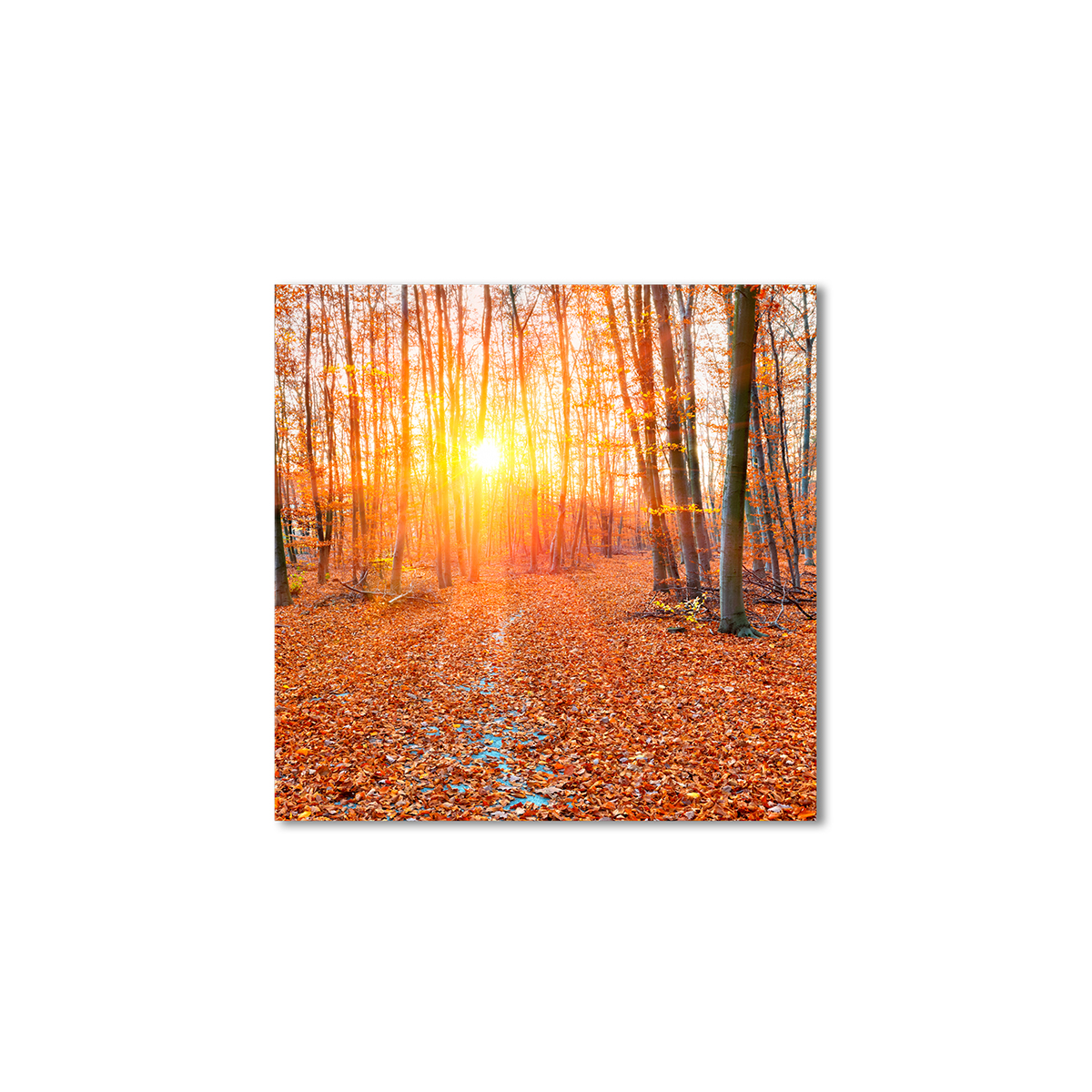 

Модульная картина Artel «Осенняя чаща» 60x60 см