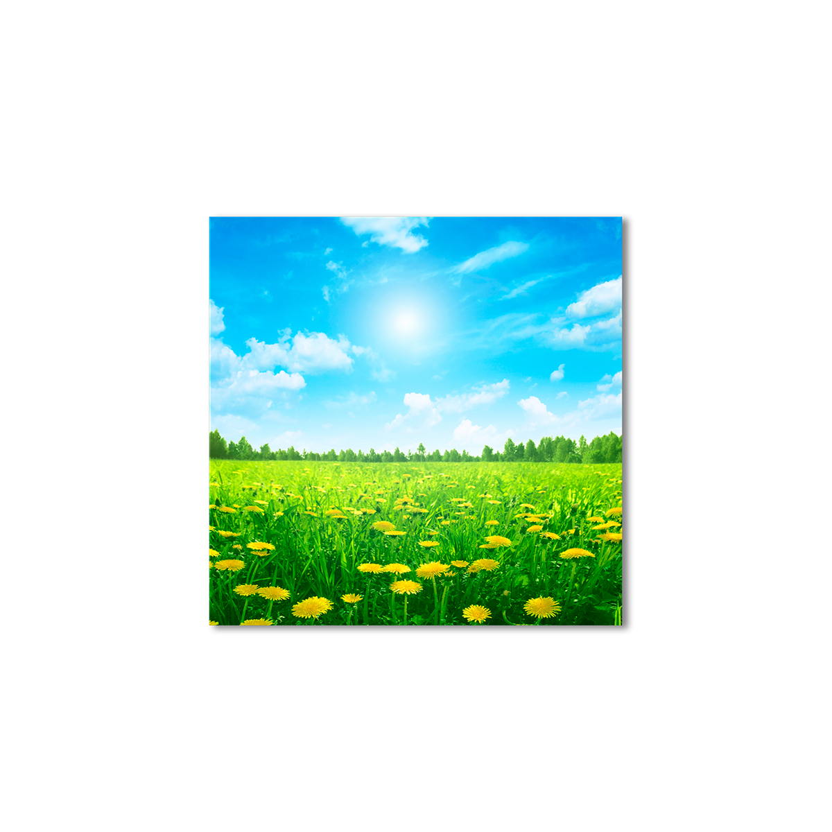 

Модульная картина Artel «Поле одуванчиков» 60x60 см