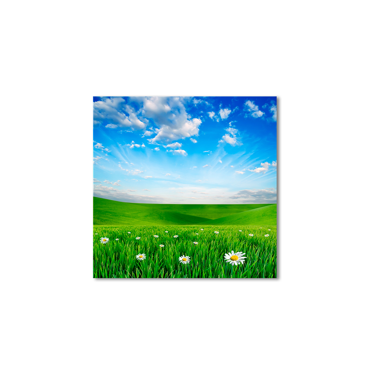

Модульная картина Artel «Зеленая трава ромашки» 120x120 см