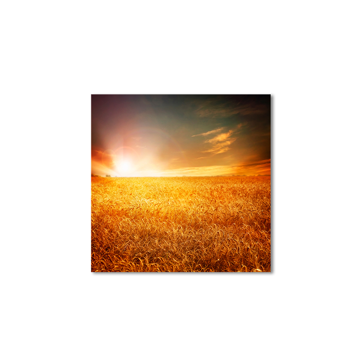 

Модульная картина Artel «Рассвет пшеничное поле» 120x120 см