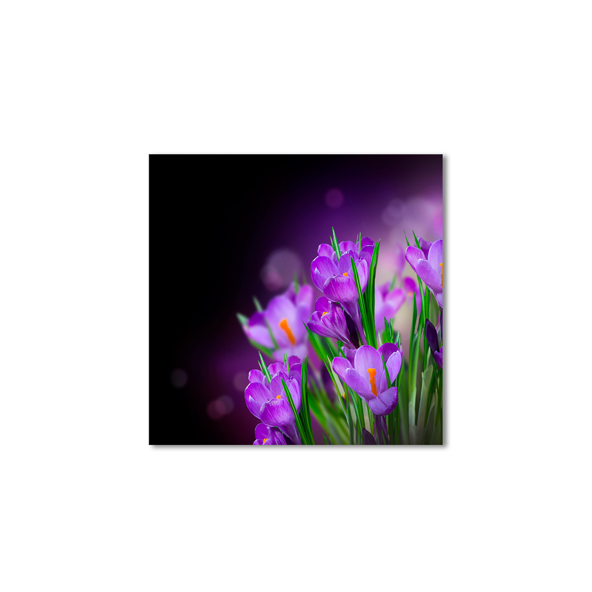 

Модульная картина Artel «Шафрановые цветы» 100x100 см