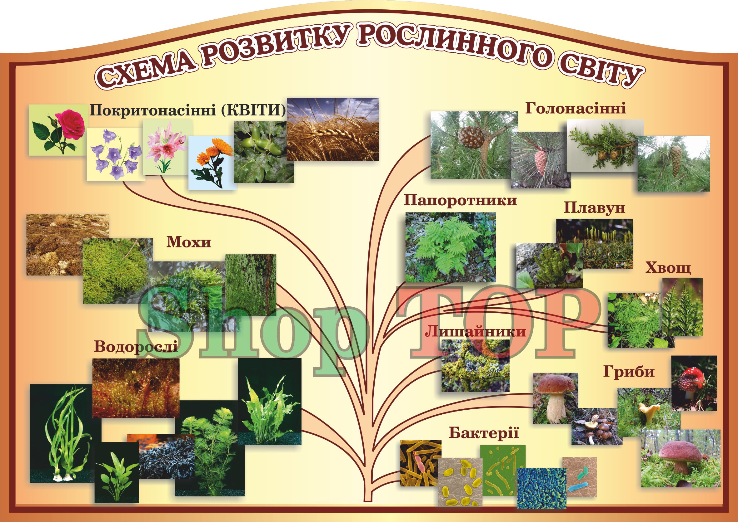 

Стенд пластиковый "Схема розвитку рослинного Світу" 1200х850мм. Код КБ-1002