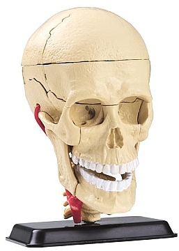 

Анатомическая модель человеческого черепа и мозга - Edu Toys (20-138445)